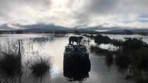 Laois rivers so clogged 'swans won't be able to stretch their wings'  soon,  meeting hears