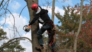 Dangerous trees ‘everywhere’ in Laois risk to ‘man and beast’