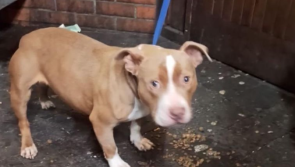 'We think she might be pregnant' - Animal rescue furious as puppy abandoned at off licence