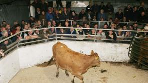 Laois town in line for boost if mart can be reopened