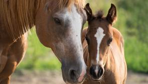 Increase in number of horses seized in Laois last year 