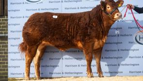 Laois breeder takes home top priced female heifer in Carlisle