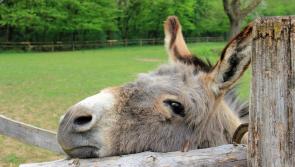 Laois County Council impound donkeys in Mountmellick 