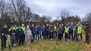 Major milestone reached in Laois  with planting of 30,000th tree in Portlaoise