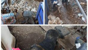 Laois farmer had dead animals in yard with dogs 