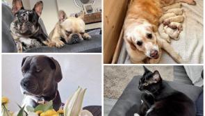 PET LOVE: Laois readers share their favourite pet photos