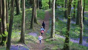 Slieve Bloom Walking Festival returns to Laois this May Bank Holiday weekend 