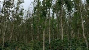 Laois Offaly TD welcomes ash dieback package for farmers