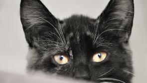 Laois animal charity on hunt for storage unit for donations 