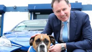 Minister bans remote-controlled electronic shock collars on dogs and cats