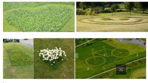 All-Ireland winning Laois town runs 'No Mow May' competition