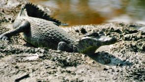 High Court declares Laois couple are registered owners of disputed garage where they kept exotic pets 