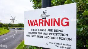 "Horrendous" rat infestation reported in this Laois town