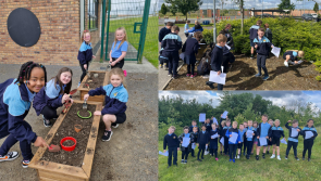 IN PICTURES: Laois schoolkids learn about mini-beasts and gardening