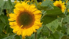 Met Éireann forecasts summer weather could break through after another spell of you know what