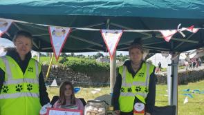 Laois SPCA appeal for help during 'Kitten Season'
