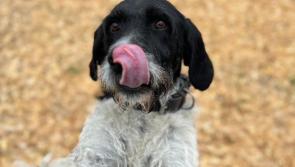 Loved Laois rescue dog makes full recovery 
