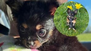  Rescued baby chihuahua will represent Laois in final of Ireland's largest pet contest
