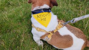 Laois SPCA reach record capacity, temporarily close admissions