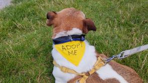 Laois SPCA appeals to public following a sudden loss of food supplies
