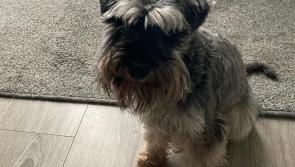 Laois Gardaí issue appeal over much loved pet dog