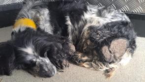 Laois SPCA  says one of two dogs found on bog  will need surgery