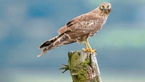 Hen harrier threat response plan to be launched in Laois 