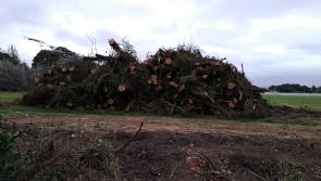 WATCH: Many trees cut in Portlaoise to make way for HSE patients car park