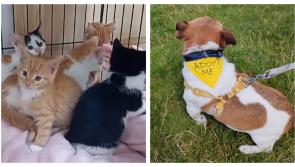 Laois SPCA issues sombre appeal