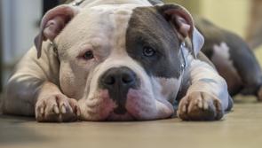 "Bad owners give breeds a bad name" says Laois SPCA on XL Bully ban