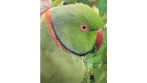 Have you seen Oscar the parrot? Beloved pet goes missing in Laois