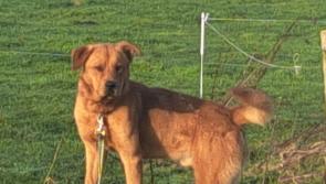 Dog discovered abandoned at Laois beauty spot in Slieve Bloom Mountains