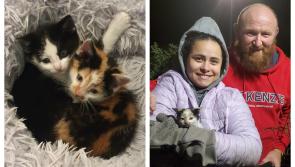 Heartwarming rescue sees Laois kittens reunited

