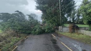 Laois County Council slammed for 'leaving up dangerous trees' to fall in Storm Darragh