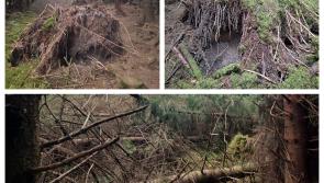In Pictures:  Laois trees torn from ground in recent windy weather