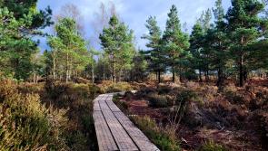 Laois event to showcase ways you can become greener 