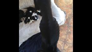 'Will the cruelty ever end?' Laois SPCA found pregnant dog 'left in a shocking state' 