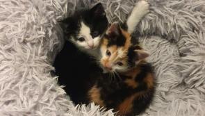 Laois SPCA issue statement following a gruelling night rescuing kittens
