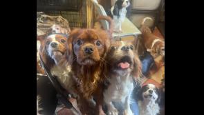 ISPCA removes animals from ‘extremely stressful’ situation amid ‘serious overpopulation’
