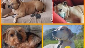 Vote for Laois SPCA rescue dogs in national Petmania awards