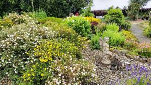 Stunning Laois gardens to take part in Buds and Blossoms festival