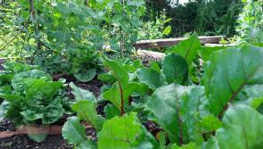Big Portlaoise housing estate plans new allotment gardens