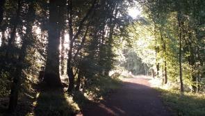 Portlaoise bog lane next to woodlands 'in awful state'