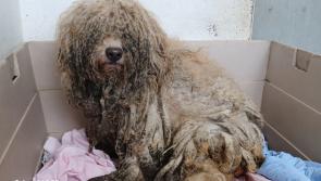 ISPCA Inspector disturbed after rescue of puppies and dogs in Laois