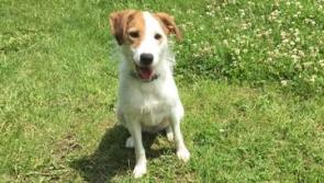 Another 'off Laois' dog park suggested for Portlaoise town