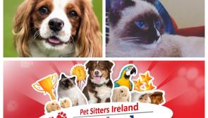 Two playful pets represent Laois in 'Nose of Tralee'!