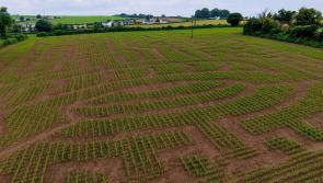 New summer activity in Laois with opening of giant six acre maze

