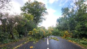 BREAKING: Road into Laois town blocked as Storm Amy knocks tree down