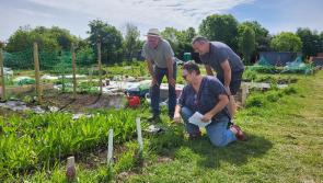 Excitement grows in Laois with launch of new community garden