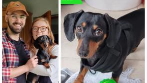 Have you seen Milo? Heartbroken Laois family appeals for info on missing dog